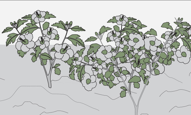 Plantas de floración invernal