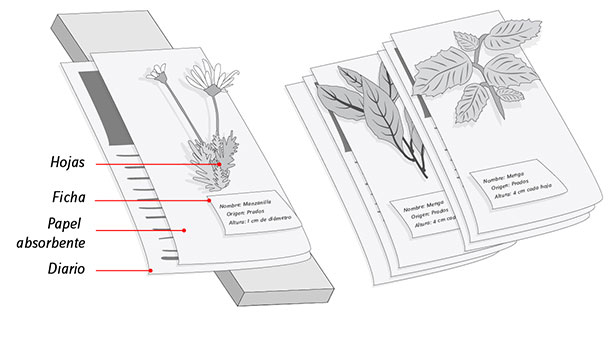 hojas de plantas y flores pegadas en un cuaderno