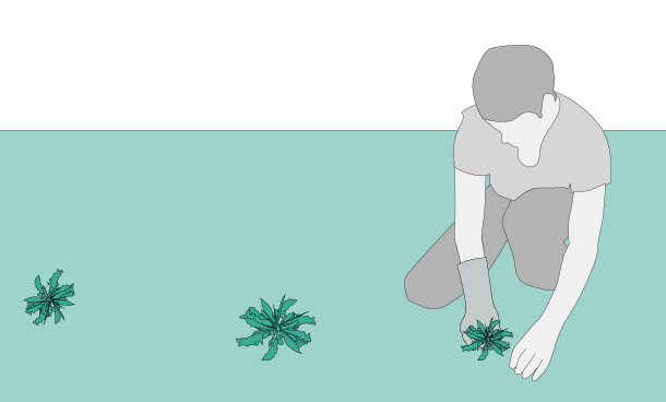 una persona quita las malezas de un jard&iacute;n para cuidarlo despu&eacute;s del verano